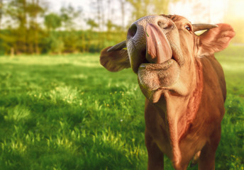 Funny calf sticking out its tongue - Funny animal image with a cute orange baby cow, looking at the camera while sticking its tongue out, in a green field, on a sunny day of spring.