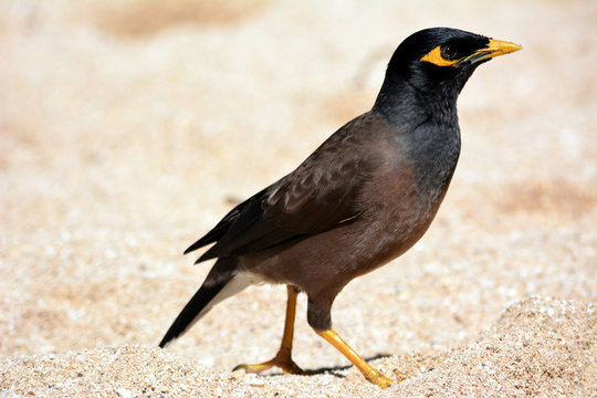 Mainate bird in Hawaii
