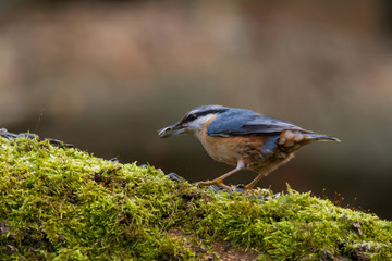 Wildlife photo - Eurasian Nuthatch in natural environment, Slovakia forest, Europe