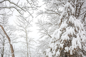 Tree branches covered by snow