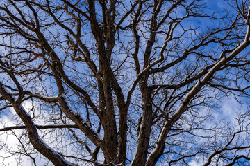 Trees from bottom in winter