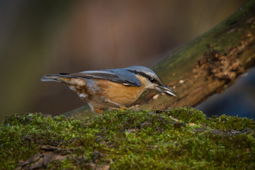 Wildlife photo - Eurasian Nuthatch in natural environment, Slovakia forest, Europe