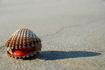 Seashell