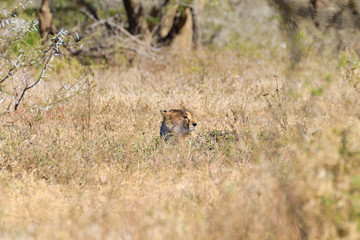 Cheetah close up from South Africa