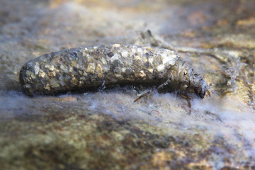 Caddisflie larvae under the water in the built home. Trichoptera. (Caddisfly). Underwater photography. River habitat.