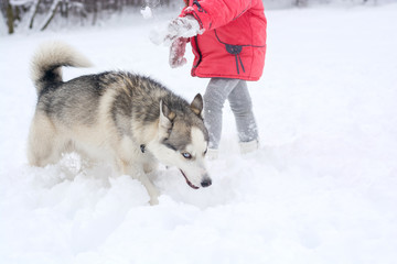 The Husky dog has a funny insidious muzzle  in the winter.