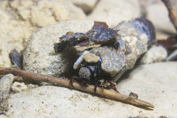 Caddisflie larvae under the water in the built home. Trichoptera. (Caddisfly). Underwater photography. River habitat.