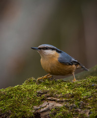 Wildlife photo - Eurasian Nuthatch in natural environment, Slovakia forest, Europe