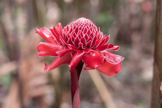 Rosa de porcelana da floresta de Kumbira, Conda, Cuanza-Sul, Angola	