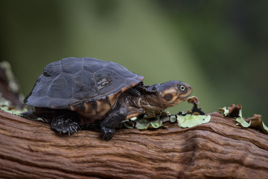 Tartaruga de &aacute;gua doce (c&aacute;gado) na lagoa Saliakembo (nascente do rio Kembo) no Moxico, Angola