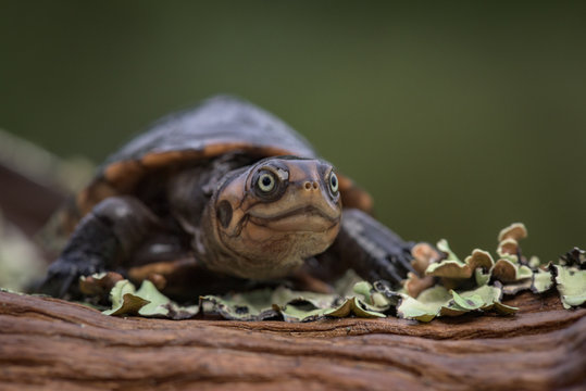 Tartaruga de &aacute;gua doce (c&aacute;gado) na lagoa Saliakembo (nascente do rio Kembo) no Moxico, Angola