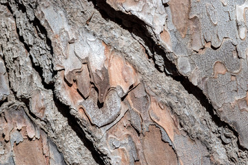 tree bark in the background