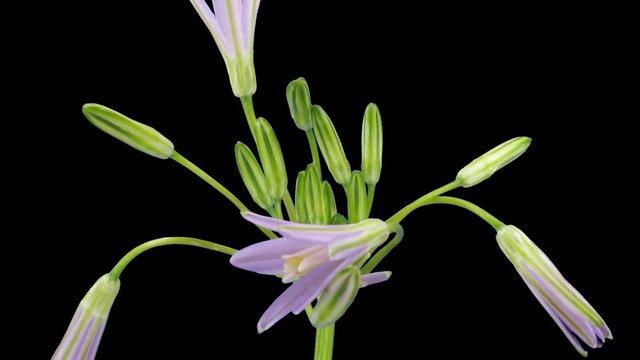 Time-lapse of growing and blooming Brodiaea (other names: Brodea, Cluster-Lily, Triteleia) flower 1x1 in PNG+ format with ALPHA transparency channel isolated on black background
