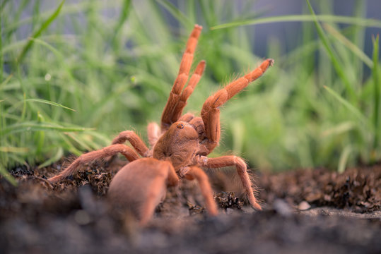 Tar&acirc;ntula no Planalto de Angola, Moxico