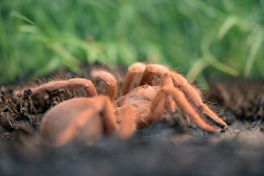 Aranha Tar&acirc;ntula (Pterinochilus murinus) em Angola