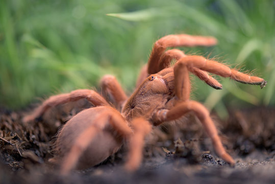 Aranha Tar&acirc;ntula (Pterinochilus murinus) em Angola