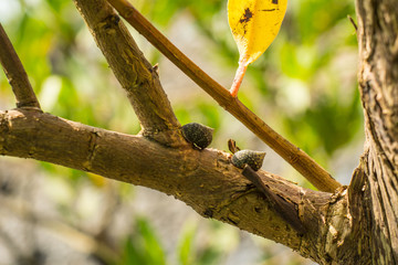 Bivalvos en Arbol de Mangle © JAPIGO