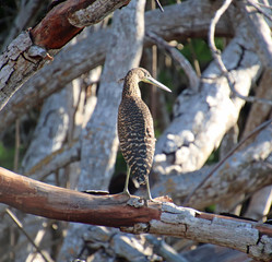 Tiger heron