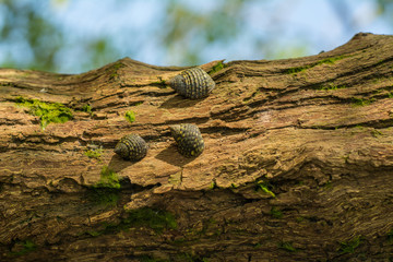 Bivalvos en Arbol de Mangle