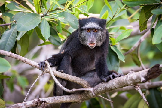Blue Monkey