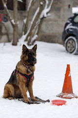 German shepherd training protection