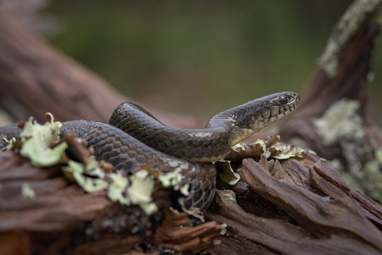 Cobra na lagoa Saliakembo, nascente do rio Kembo, Moxico, Angola