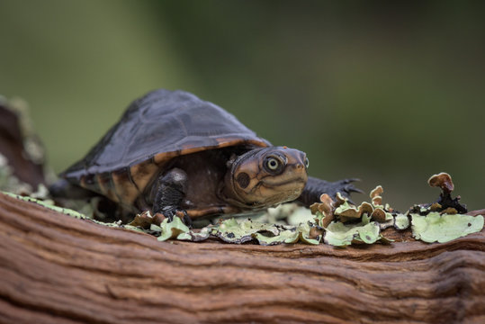 Tartaruga de &aacute;gua doce (c&aacute;gado) na lagoa Saliakembo (nascente do rio Kembo) no Moxico, Angola