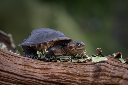 Tartaruga de &aacute;gua doce (c&aacute;gado) na lagoa Saliakembo (nascente do rio Kembo) no Moxico, Angola