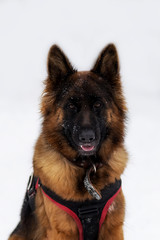 German shepherd dog close up portrait