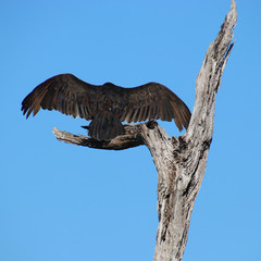 Turkey vulture