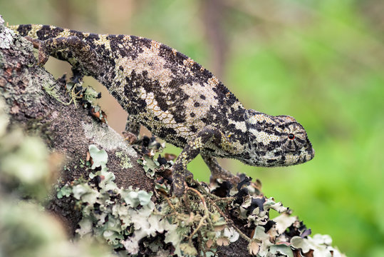 Camale&atilde;o Dilepis (Chamaeleo dilepis)