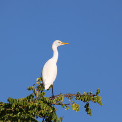 Little egret