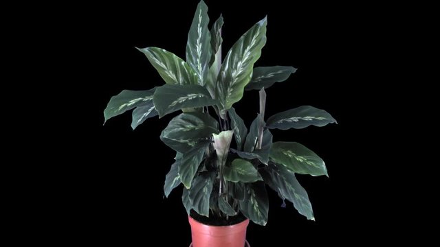Time-lapse of growing calathea plant 1x1 in PNG+ format with ALPHA transparency channel isolated on black background