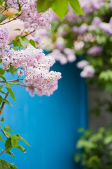 Beautiful blooming lilac branches in garden with blue door on background