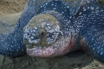 Dermochelys coriacea, tortuga Baula, Armila, Kunayala, Panamá