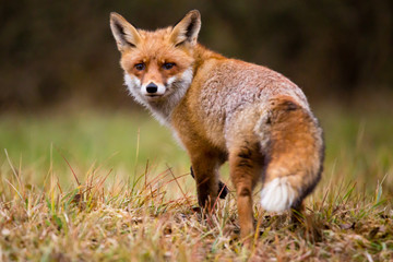 Rotfuchs blickt zurück