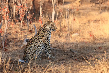 The African leopard (Panthera pardus pardus) big male in the last morning light