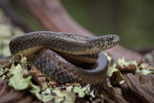 Closeup of a snake in the Angolan highlands of Moxico