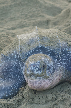 Dermochelys Coriacea, Tortuga Baula, Armila, Kunayala, Panamá