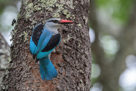 Woodland kingfisher feeding its offspring with insects