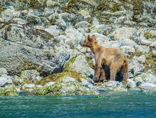 A grizzly bear mother and cub walk along the shore eating crabs and barnicles during the low tide...