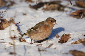 Common chaffinch male on snow in winter. Cute common bright songbird. Bird in wildlife.