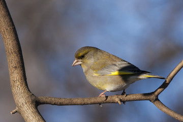 Obraz premium European greenfinch male sitting on branch of tree. Cute colorful songbird with strong bill. Bird in wildlife.