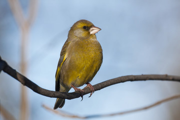 Obraz premium European greenfinch male sitting on branch of tree. Cute colorful songbird with strong bill. Bird in wildlife.