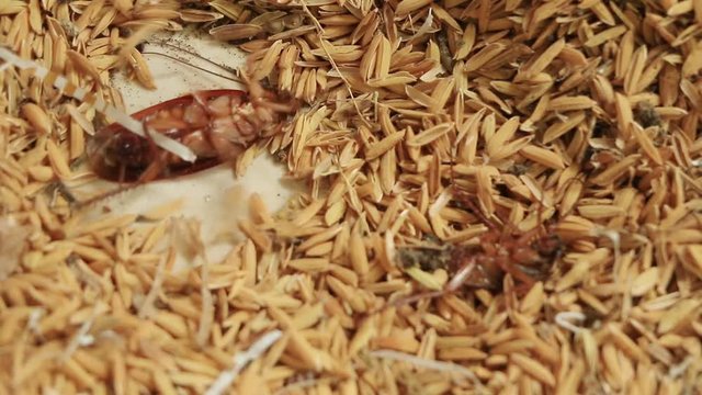 Cockroaches die at the heap. Because humans spray cockroaches.