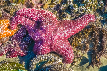 Sea stars and anemones, MacKenzie Beach, Tofino, Vancouver Island, British Columbia, Canada.