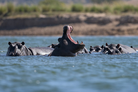 Hipop&oacute;tamos no rio Cubango, Angola