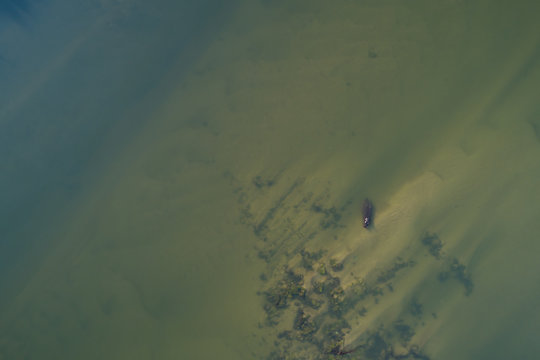 Hipop&oacute;tamo visto do ar no rio Cubango, Angola