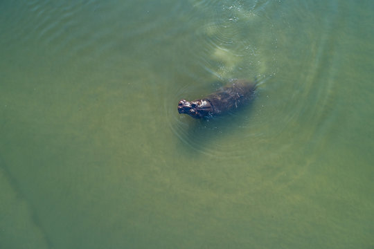 Hipop&oacute;tamo visto do ar no rio Cubango, Angola