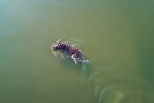 Hipop&oacute;tamo visto do ar no rio Cubango, Angola